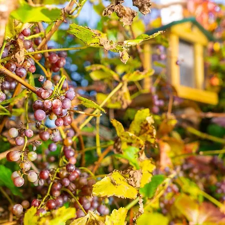 Apartament Daringer Mayrhofen